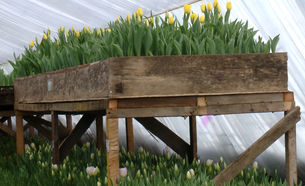 Қыздың аяқ-қолы байланған порно көру